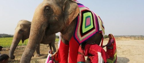Un momento un po' complicato quello della vestizione degli elefanti con gli speciali pigami fatti a mano per loro. Foto: dailymail