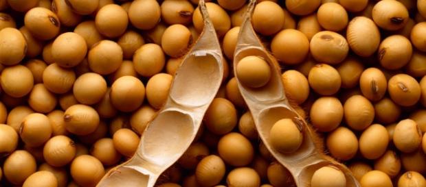 A soja é utilizadas de diversas maneiras na alimentação A soja é utilizadas de diversas maneiras na alimentação
