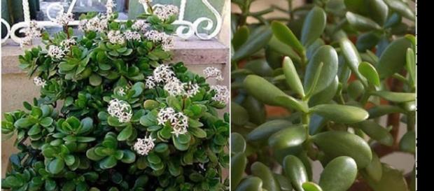 Planta-jade também é conhecida por trazer riqueza para o interior de nossas casas Planta-jade também é conhecida por trazer riqueza para o interior de nossas casas