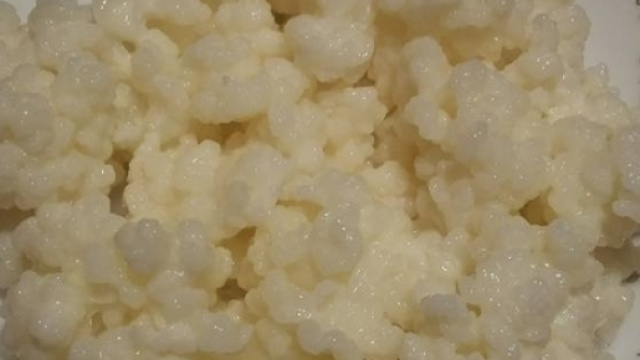 Graines de k&eacute;fir de lait -Noura D.K-