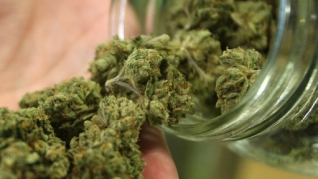 LEGALIZZAZIONE DELLA CANNABIS. UNA RIFLESSIONE SULLA PROPOSTA DI ... - modavi.it