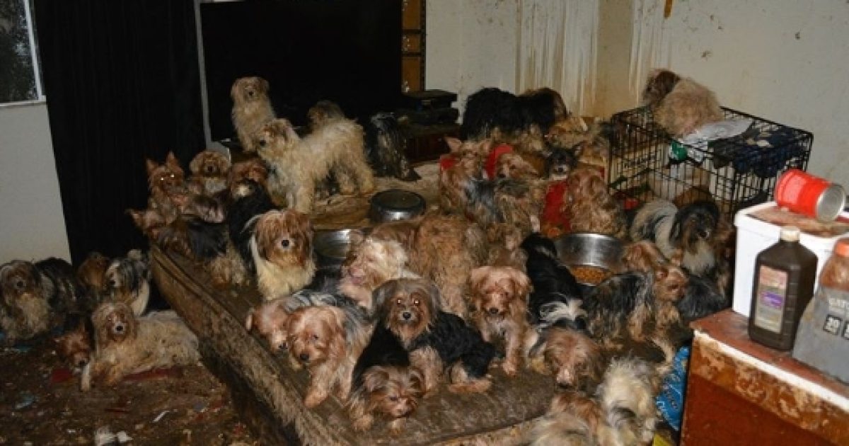 Southern California hoarding case expands to 123 dogs
