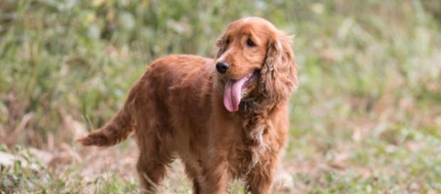 A picture of a popular breed when it comes to house dogs; the English cocker - Kishore Sabareeshan A picture of a popular breed when it comes to house dogs; the English cocker - Kishore Sabareeshan
