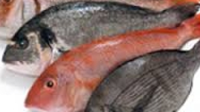 Mangiare abitualmente pesce equivale ad assumere frammenti di plastica