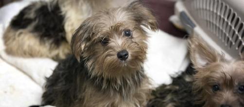 Dozens of Yorkie mixes rescued from horrid conditions in San Diego-area home to be available for adoption. -- San Diego Humane Society