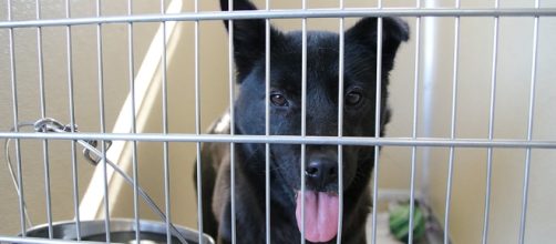 Credit Human Society Tampa Bay. Harriet has been rescued from a dog meat farm in South Korea.