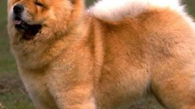 CANI 1 | PUGENZ | FOTO SFONDI DESKTOP WALLPAPERS CANI VARIE RAZZE - libero.it