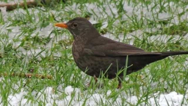 Giorni della merla, origini della leggenda.