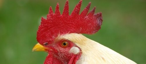 L'anno del 'Gallo Rosso' per lo zodiaco cinese