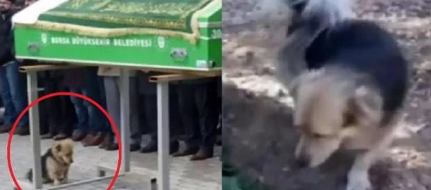 Dono de cãozinho morre e, anos depois, animal visita túmulo (Imagens: Google) Dono de cãozinho morre e, anos depois, animal visita túmulo (Imagens: Google)