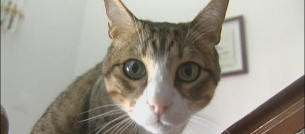 Donos de gatos podem receber conselhos da Linha Saúde Animal 24 Donos de gatos podem receber conselhos da Linha Saúde Animal 24