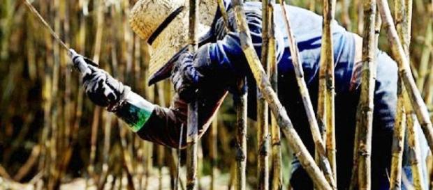 Sepa, ¿Porqué Trujillo le encarga azúcar a Brasil innecesariamente ... - blogspot.com Sepa, ¿Porqué Trujillo le encarga azúcar a Brasil innecesariamente ... - blogspot.com