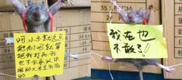 Sign on dead rat reads: "I won't dare do this again." Chinese social media reacts negatively. / Photo from 'Latest News Virals' - latestnewsvirals.com Sign on dead rat reads: "I won't dare do this again." Chinese social media reacts negatively. / Photo from 'Latest News Virals' - latestnewsvirals.com