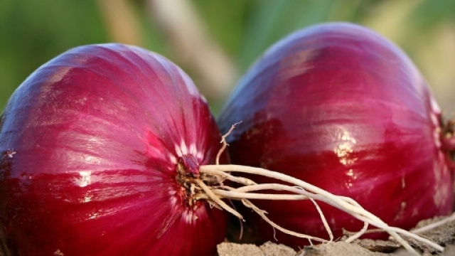 oignon pour traiter toux, fièvre et otite