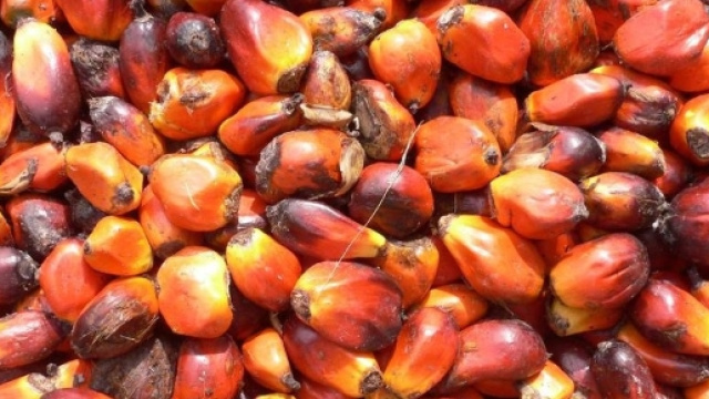 Olio di palma: scopriamo se e quanto &egrave; davvero pericoloso - La Stampa - lastampa.it