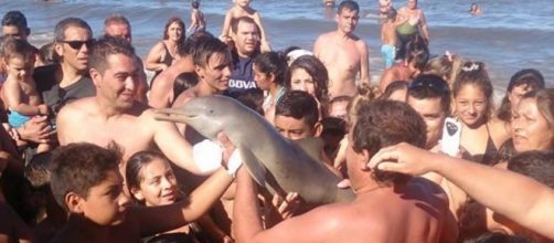 Argentina: delfino morto per la smania dei selfie.