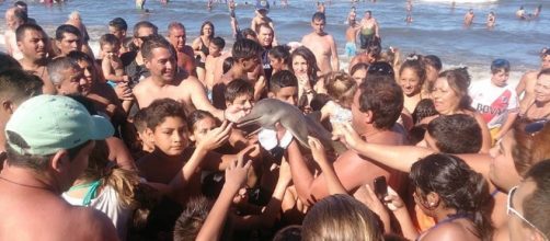 Baby Franciscan Dolphin Dies After Being Passed Around for Photos ... - clipseum.com