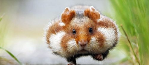 La race des hamsters français semble vouée à l'extinction découlant de la monoculture du maïs