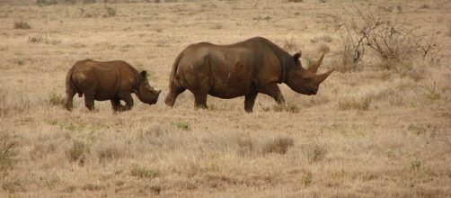 Profile of two black rhinos (mother and calf), Laikipia region, Lewa, central Kenya./ Photo via Wikipedia, by Harald Zimmer