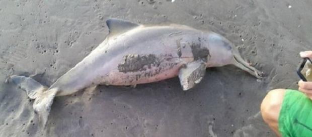 Imagem do pequeno golfinho morto (Foto: Reprodução/CEN) Imagem do pequeno golfinho morto (Foto: Reprodução/CEN)