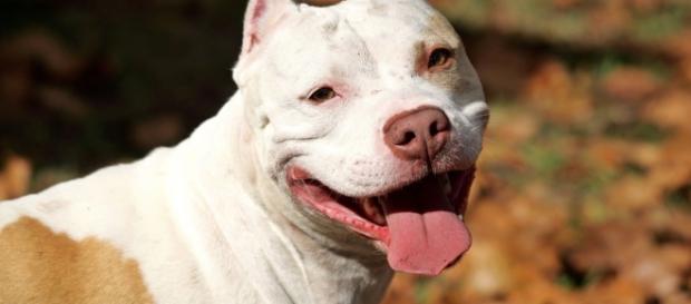 Jovem é atacada por Pit Bull e pai joga pedaço de concreto nela Jovem é atacada por Pit Bull e pai joga pedaço de concreto nela