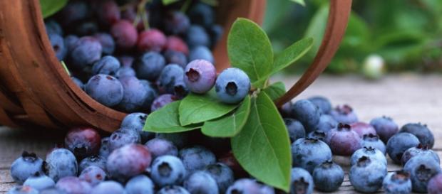 La maturazione delle bacche di mirto raggiunge il suo apice in questa stagione. La maturazione delle bacche di mirto raggiunge il suo apice in questa stagione.
