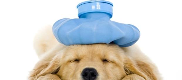 Novidade: vacinação de gripe para cães Novidade: vacinação de gripe para cães