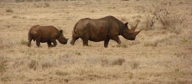 Profile of two black rhinos (mother and calf), Laikipia region, Lewa, central Kenya./ Photo via Wikipedia, by Harald Zimmer Profile of two black rhinos (mother and calf), Laikipia region, Lewa, central Kenya./ Photo via Wikipedia, by Harald Zimmer
