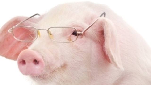 Creato il primo embrione ibrido uomo-maiale