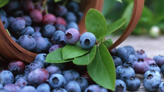 La maturazione delle bacche di mirto raggiunge il suo apice in questa stagione.