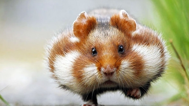 La race des hamsters français semble vouée à l'extinction découlant de la monoculture du maïs