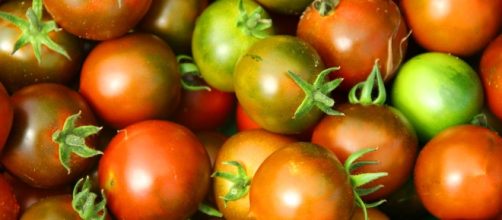 Pomodori produzione pulese del 2016