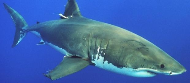 Ein weißer Hai / White Shark, Foto: Phillip Colla Ein weißer Hai / White Shark, Foto: Phillip Colla
