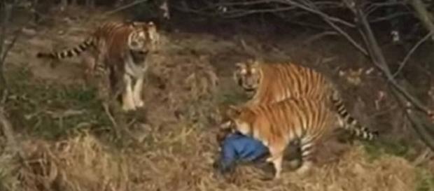 Homem é atacado em zoológico na China Homem é atacado em zoológico na China