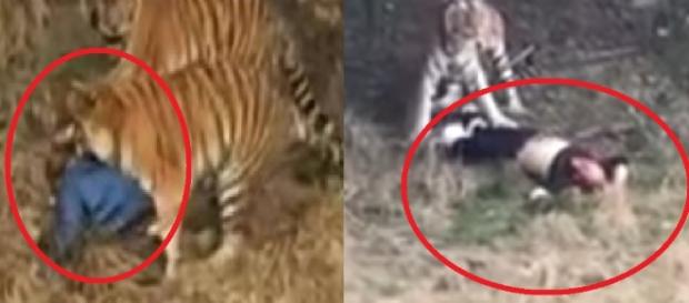 Homem é atacado por tigres - Google Homem é atacado por tigres - Google