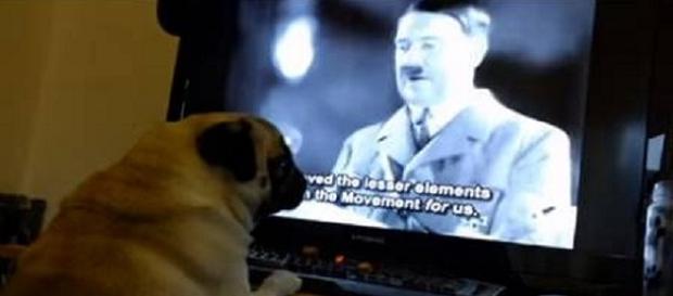 Homem ensina cachorro a fazer a saudação nazista Homem ensina cachorro a fazer a saudação nazista