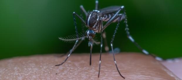 Mosquito que transmite a febre amarela Mosquito que transmite a febre amarela