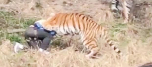 Testemunhas assistem com horror enquanto o homem é atacado pelos os três tigres Testemunhas assistem com horror enquanto o homem é atacado pelos os três tigres