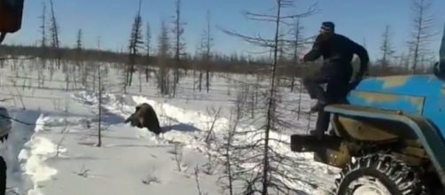 A bear about to get run over. Yakutia Online (YouTube screencap)