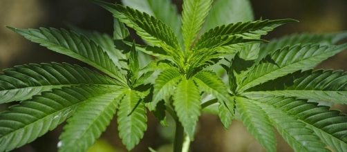 Cannabis per uso terapeutico disponibile nelle farmacie del Piemonte