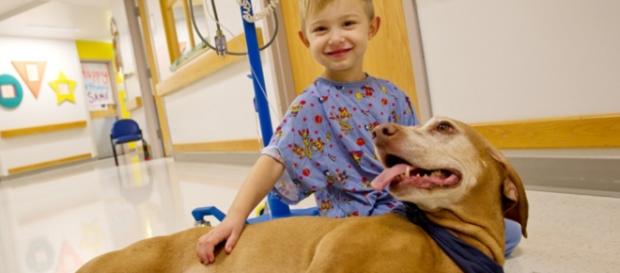 Dal 2017 anche in Lombardia gli animali domestici potranno entrare negli ospedali. Dal 2017 anche in Lombardia gli animali domestici potranno entrare negli ospedali.