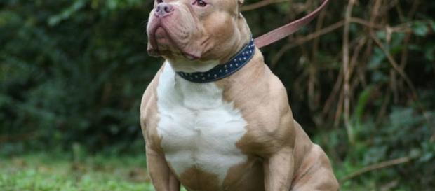 Napoli, pitbull aggredisce due donne: una è grave - ilmessaggero.it Napoli, pitbull aggredisce due donne: una è grave - ilmessaggero.it