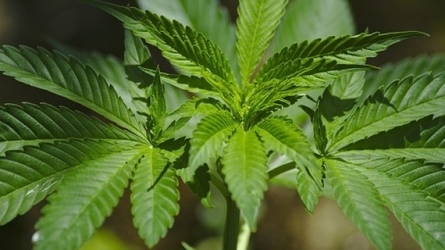 Cannabis per uso terapeutico disponibile nelle farmacie del Piemonte