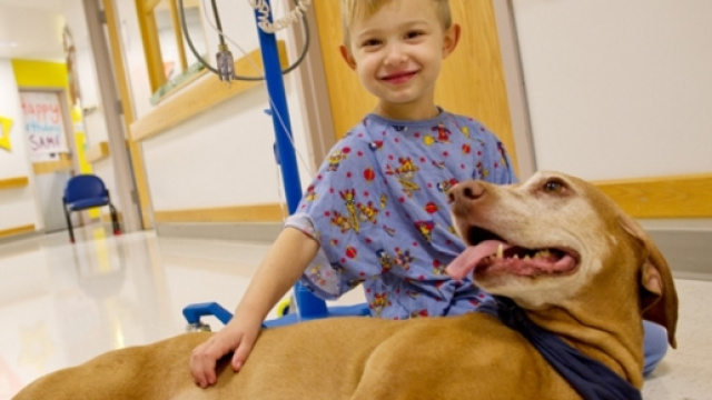 Dal 2017 anche in Lombardia gli animali domestici potranno entrare negli ospedali.