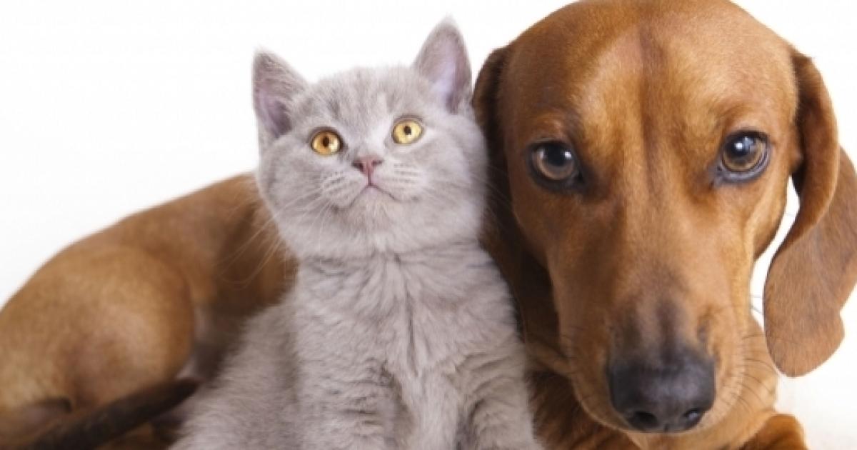 I Nostri Amici Gatti Intelligenti Come I Cani E Con Una Coscienza