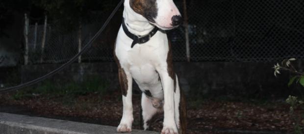Bull Terrier, também conhecido, noutra épocas, como "Cavaleiro Branco". Bull Terrier, também conhecido, noutra épocas, como "Cavaleiro Branco".