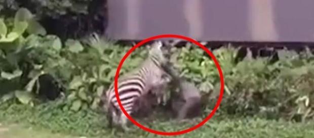 O animal usou toda sua força e mordeu o braço do homem O animal usou toda sua força e mordeu o braço do homem