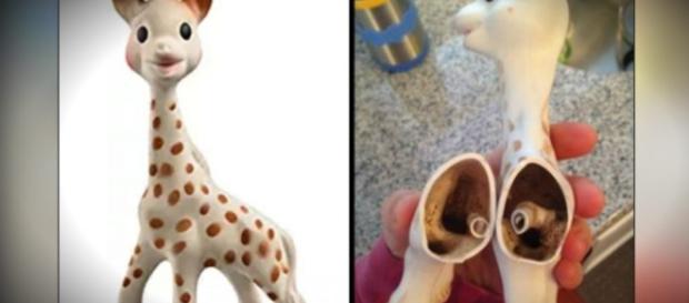 Parents Finding Mold Inside The Popular Baby Teether 'Sophie The ... - godupdates.com Parents Finding Mold Inside The Popular Baby Teether 'Sophie The ... - godupdates.com