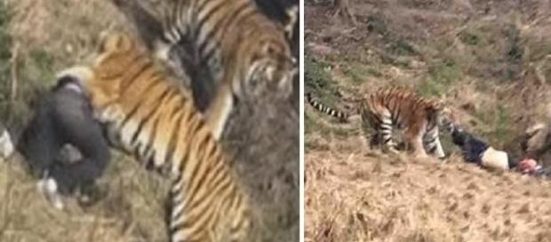 Turista morre ao ser atacado por tigre em um zoológico na China. Turista morre ao ser atacado por tigre em um zoológico na China.