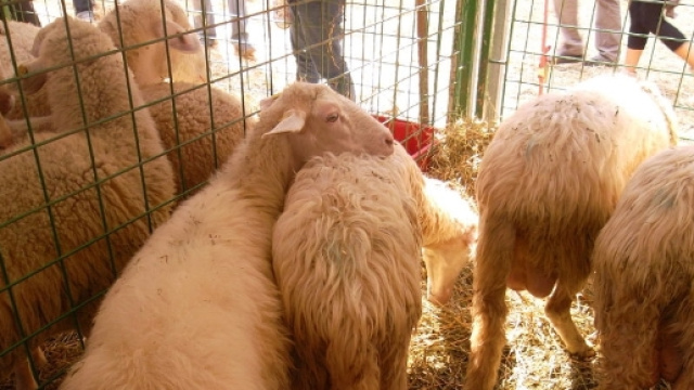 Nell' isola il 40% delle pecore allevate in Italia